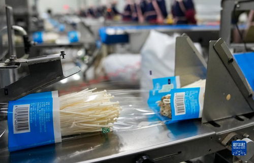 村里的金针菇 智能造——信息咨询服务赋能现代农业新图景